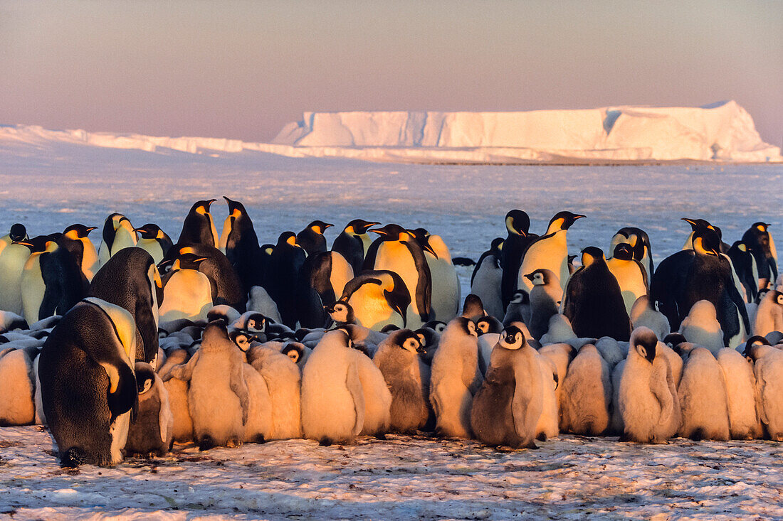 Kaiserpinguine mit Jungen bei Sonnenuntergang, Aptenodytes forsteri, Eisberg, Eisschelf, Weddellmeer, Antarktis
