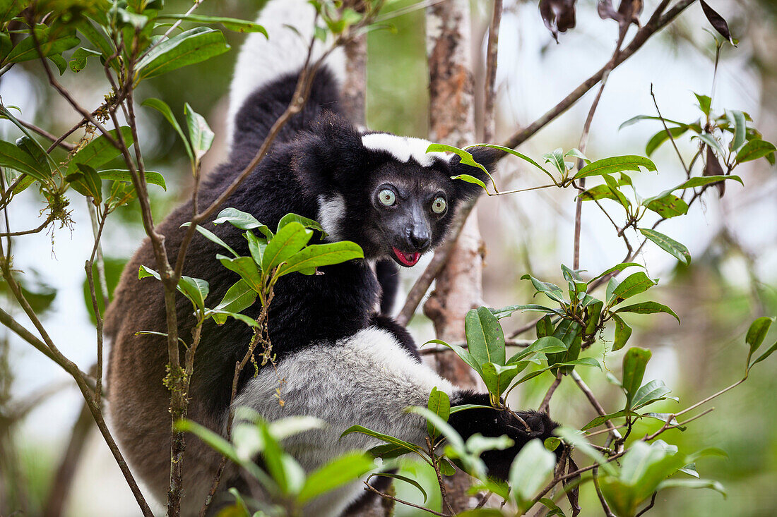 Indri, Indri indri, Regenwald, Andasibe Mantadia Nationalpark, Ost-Madagaskar, Afrika