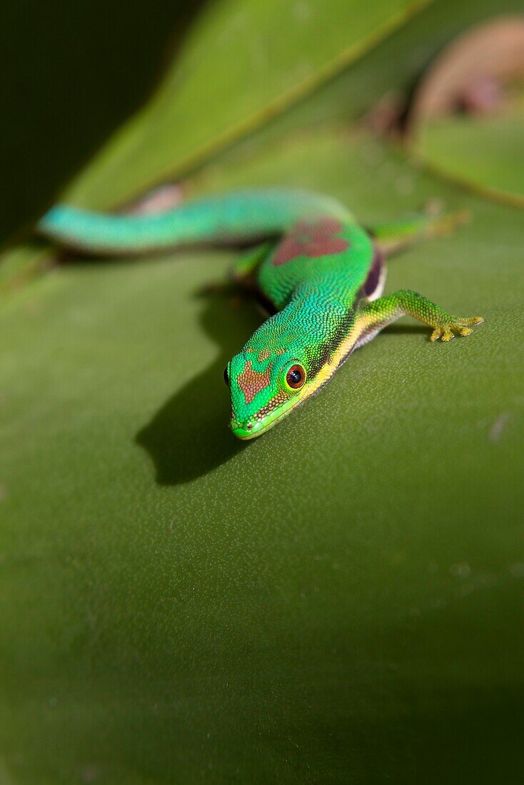 Lined Day Gecko, Phelsuma lineata bifasciata, Canal de Pangalanes, East Madagascar, Africa