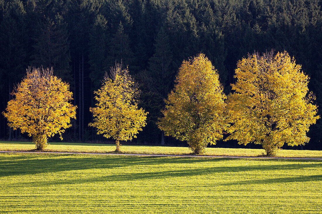 Spitzahorn in Herbstfärbung, Acer platanoides, Oberbayern, Deutschland