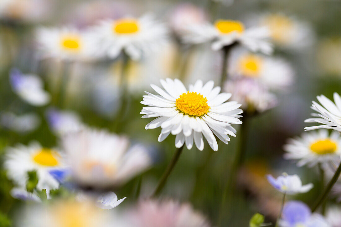 Daisy, Bellis perennis, Bavaria, Germany