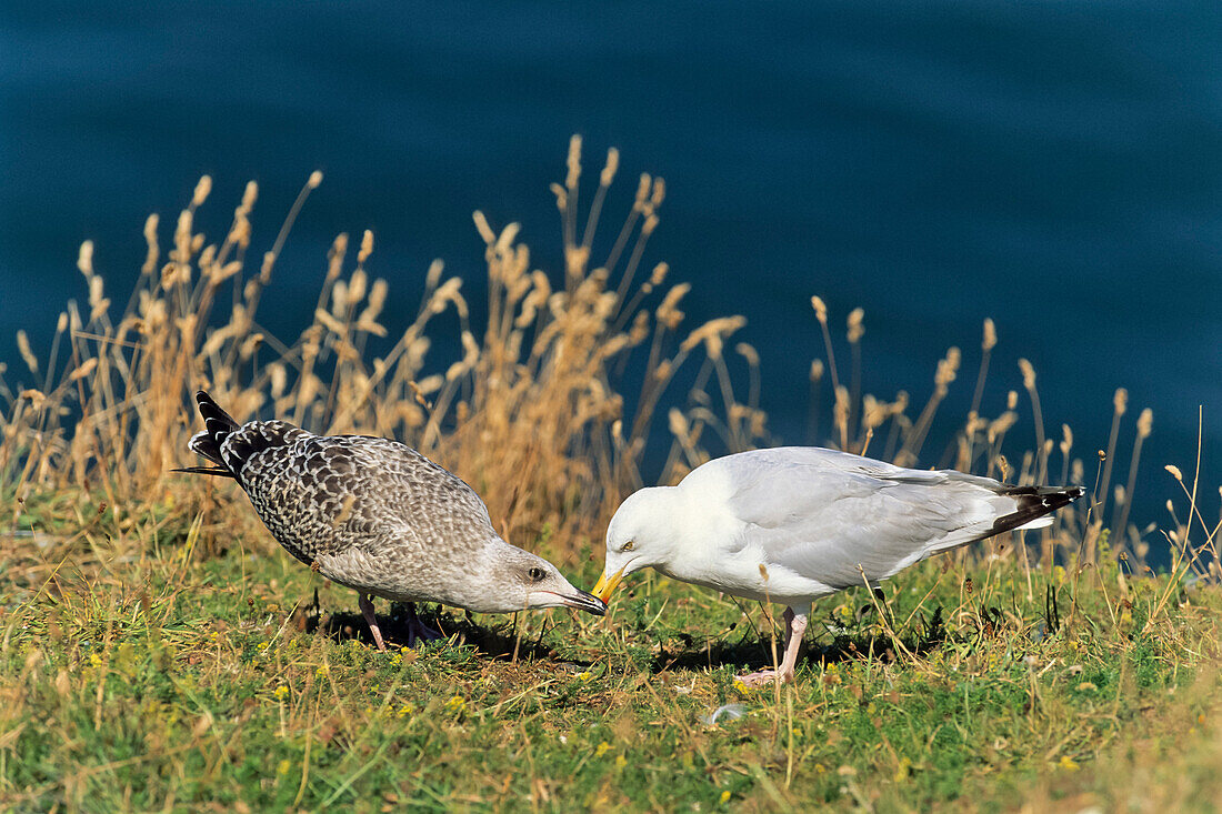 Silbermöwe mit Jungvogel, Larus argentatus, Nordsee, Deutschland