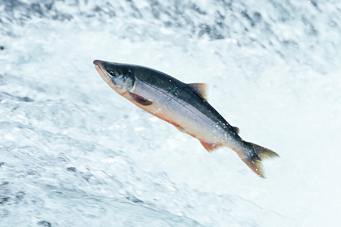 Sockeye Salmon leaping, Onocorhynchus nerka, Alaksa