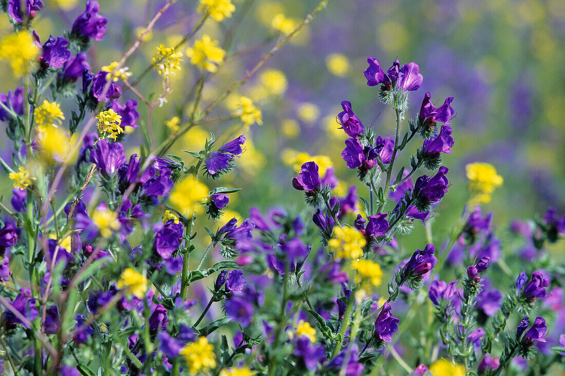 Meadow full of Paterson's curse, Echium plantagineum, Flinders Ranges National Park, South-Australia