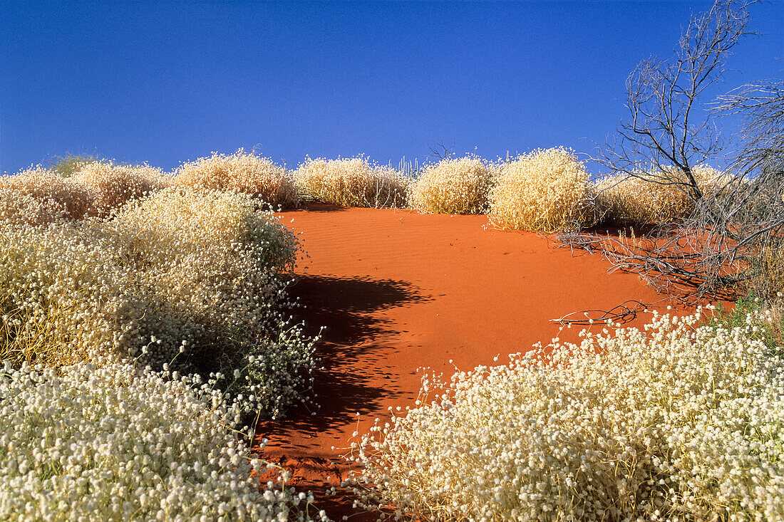 Blumen in der Strzelcki Wüste, Südaustralien, Australien