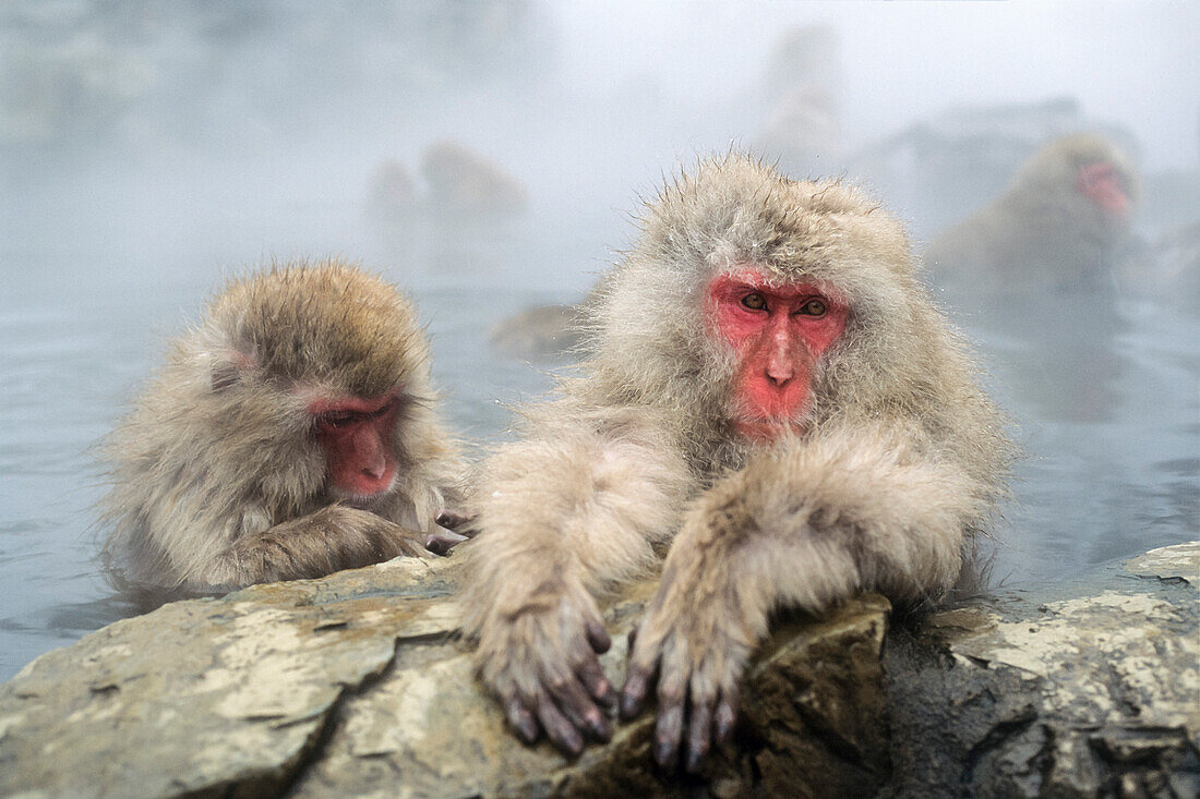 Snowmonkeys, Japanese Macaques in hot spring grooming, Macaca fuscata, Japanese Alps, Japan