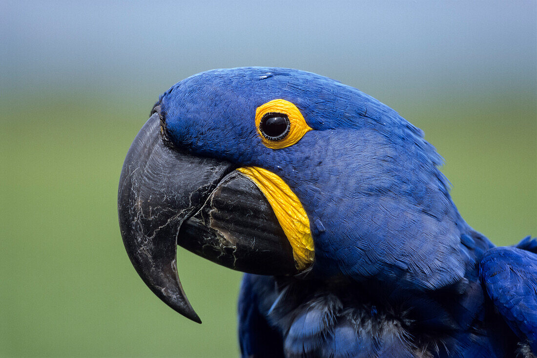 Hyacinth Macaw, Anodorhynchus hyacinthinus, Pantanal, Brazil