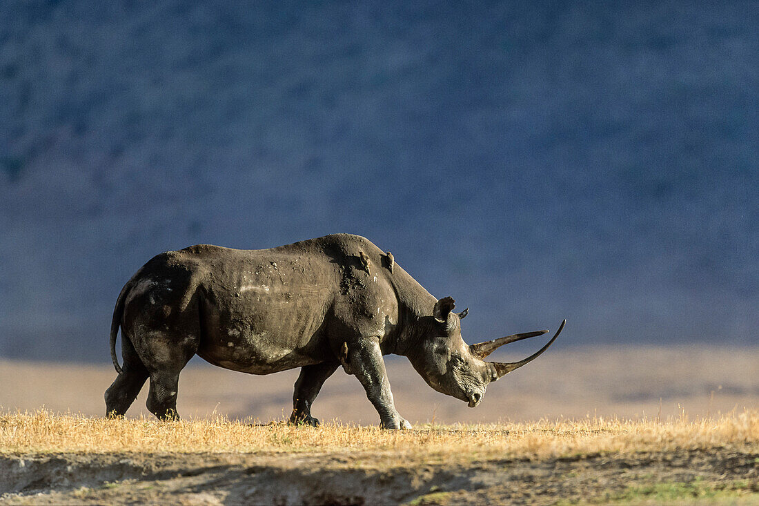 Spitzmaulnashorn, Diceros bicornis, Ngorongoro-Krater, Tansania, Ostafrika