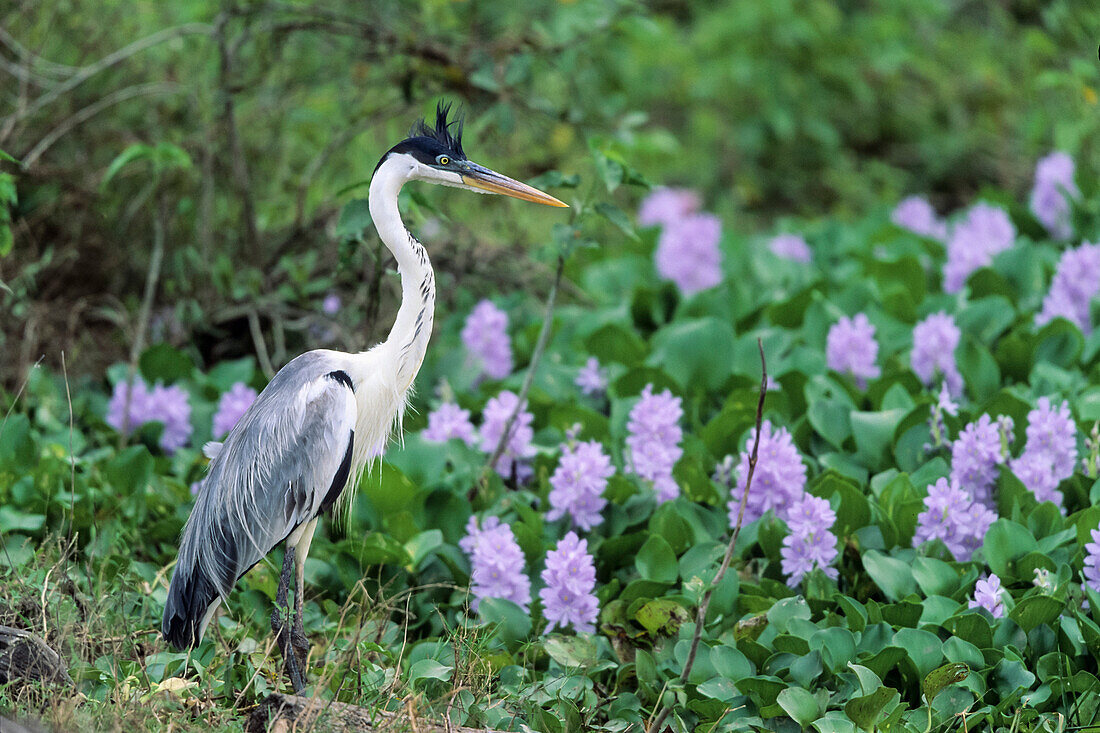 Sokoireiher und Wasserhyazinthen, Ardea cocoi, Pantanal, Brasilien, Südamerika