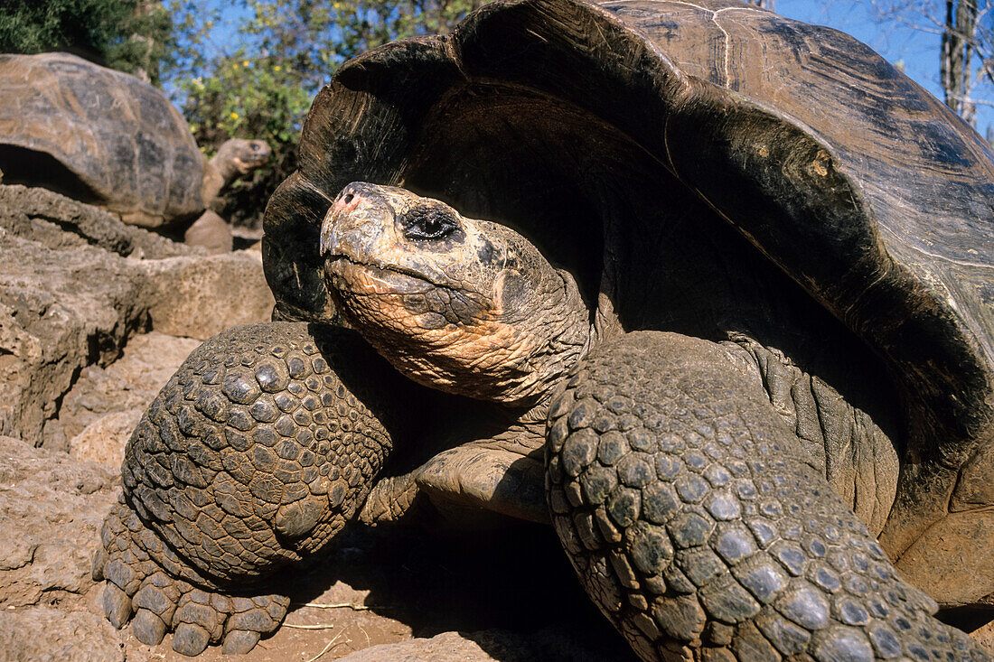 Galapagos Giant Tortoises, Chelonoidis nigra, Santa Cruz Island, Galapagos Islands, Ecuador, South America