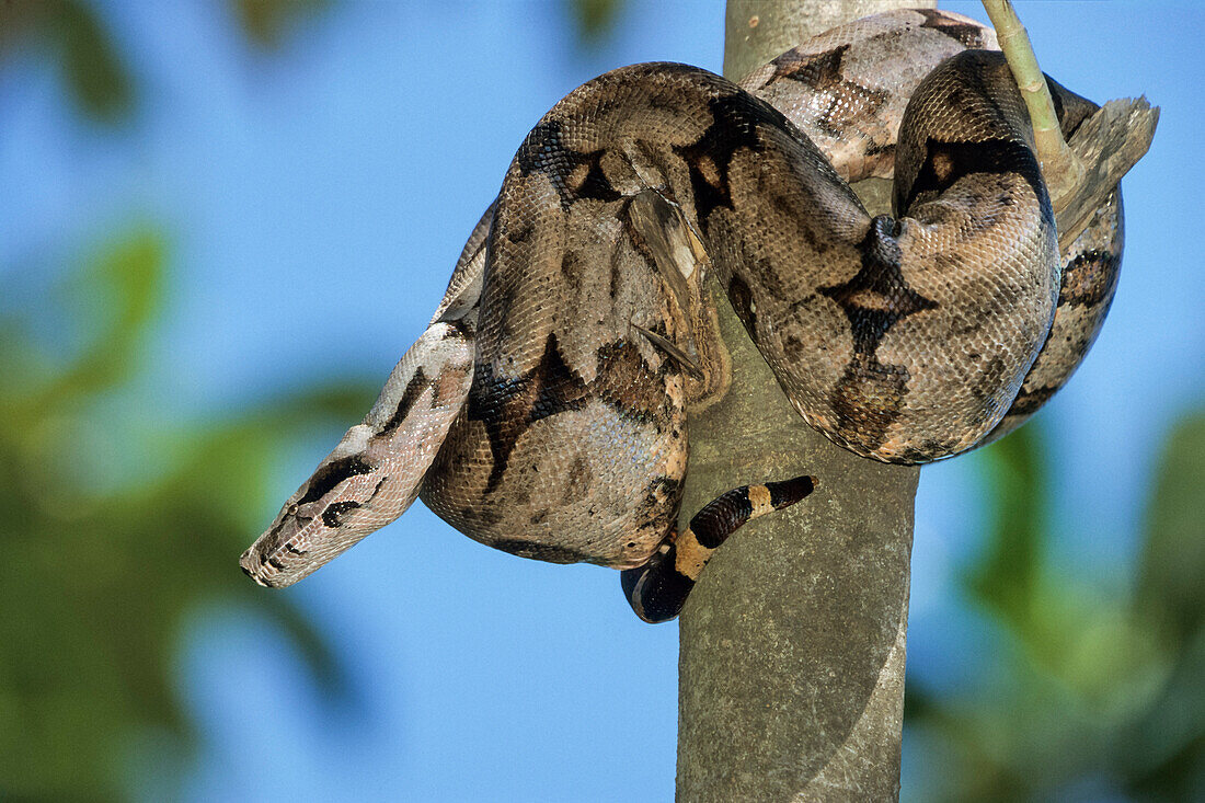 Snake in tree, Boa constrictor, Pantanal, Brazil, South America