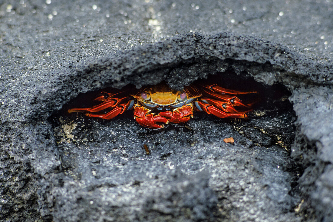 Sally Lightfoot Crab, Grapsus grapsus, Galapagos Islands, Ecuador, South America