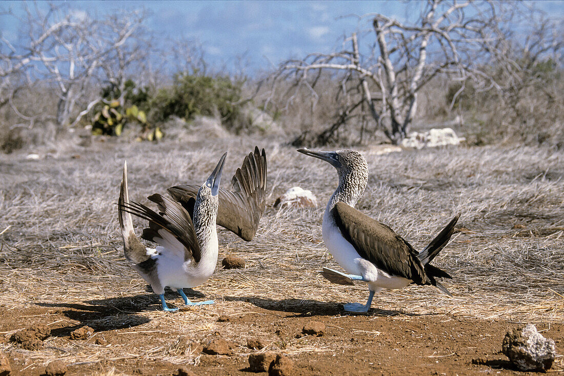 Blue-footed Boobies, courting, Sula nebouxii, Galapagos Islands, Ecuador, South America