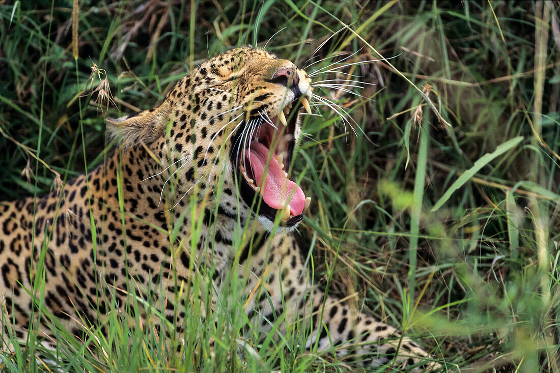 Leopard gähnt, Panthera pardus, Serengeti Nationalpark, Tansania, Afrika