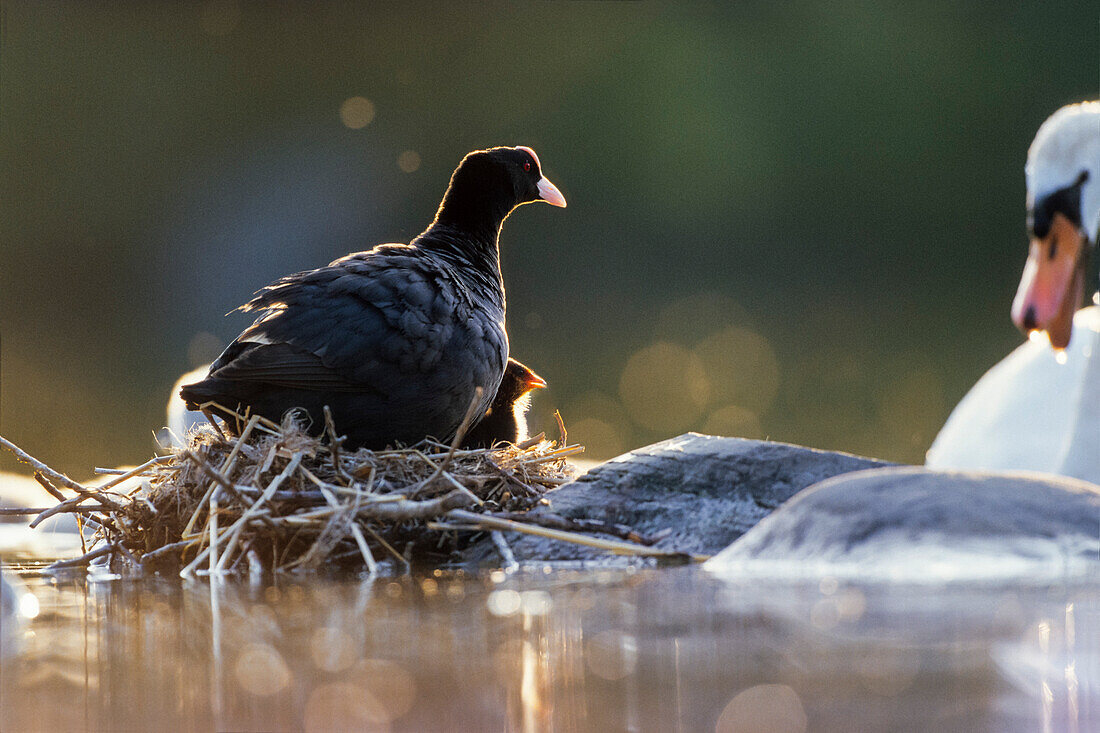 Coot with chick on nest, Fulica atra, Bavaria, Germany