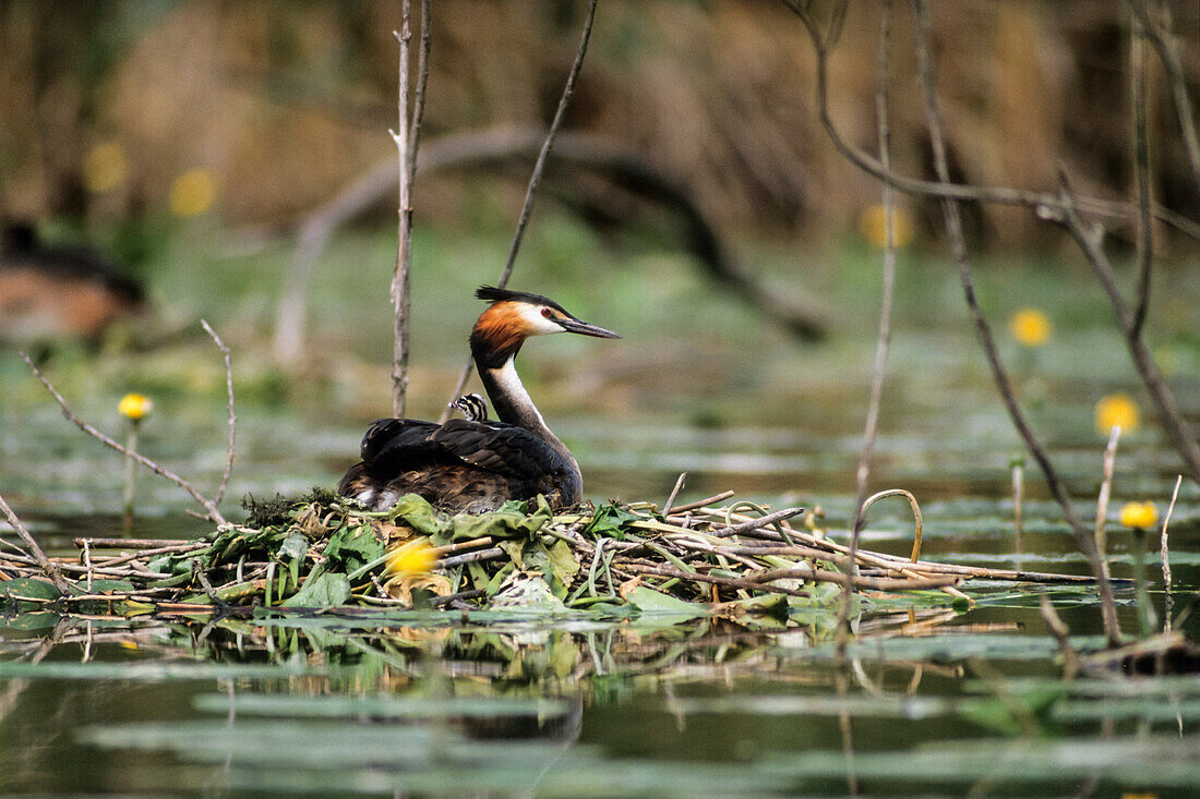 Great Crested Grebe on nest, Podiceps cristatus, Bavaria, Germany, Europe