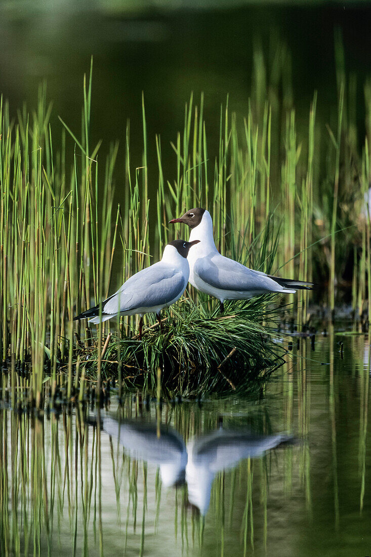 Lachmöwen auf dem Nest, Larus ridibundus, Bayern, Deutschland