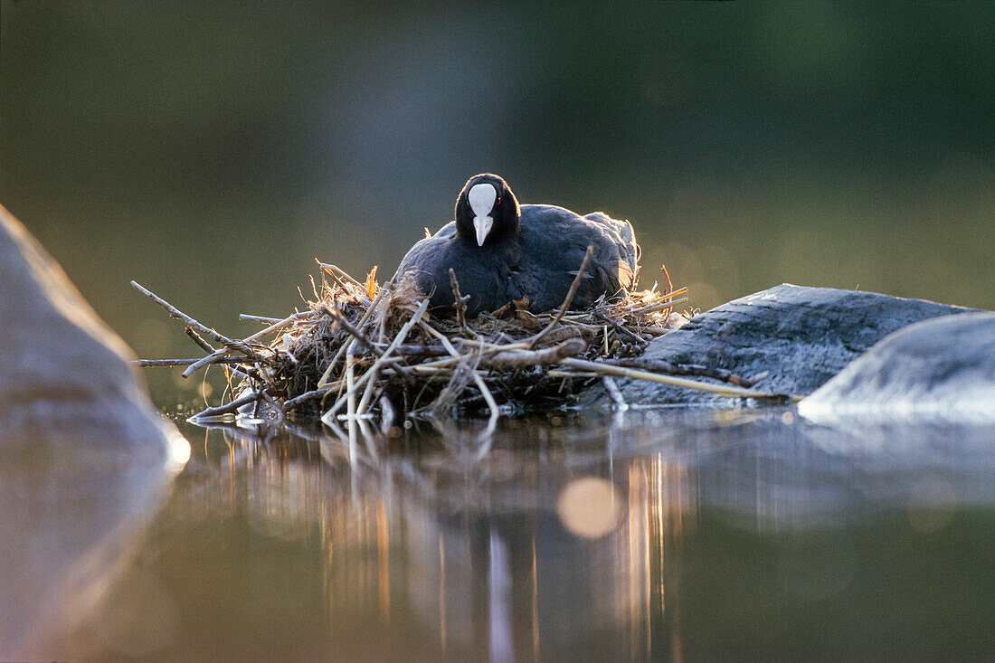 Coot on nest, Fulica atra, Bavaria, Germany