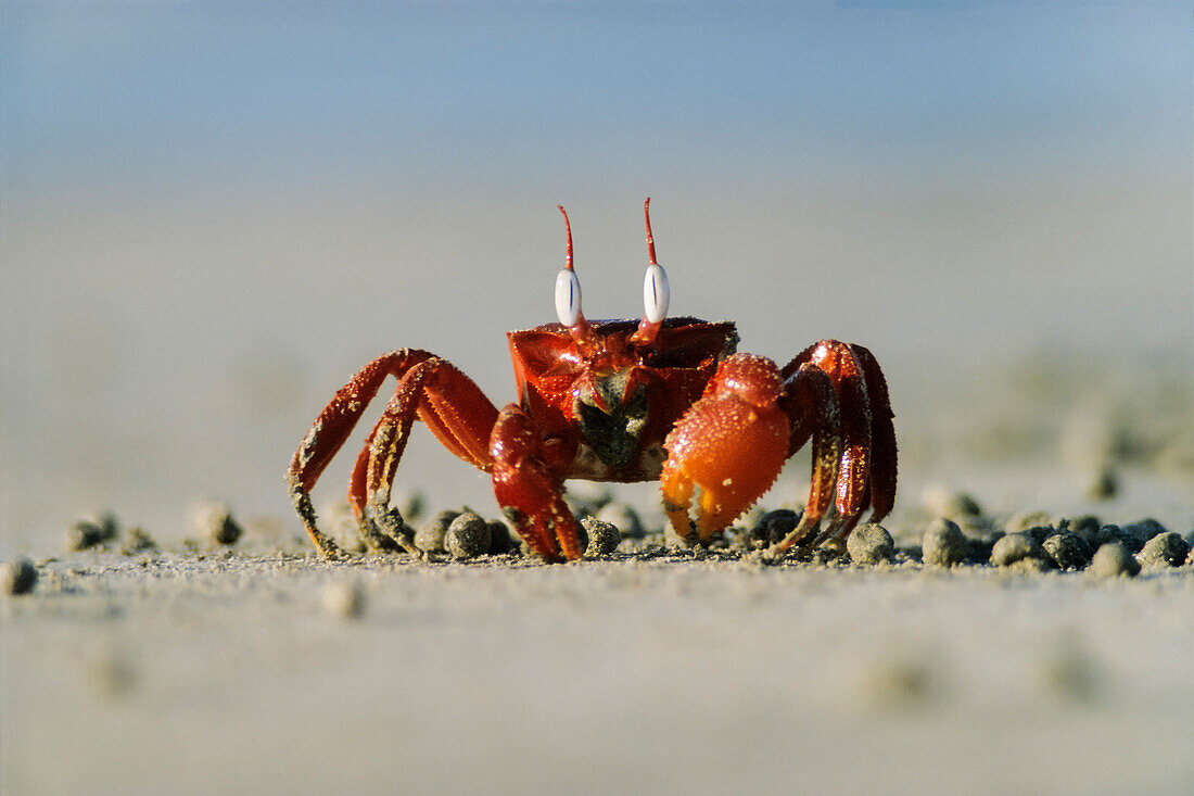 red crab on the beach, Sri Lanka, Asia