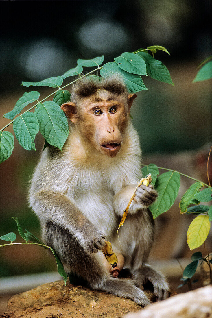 Bonnet Monkey, Macaca sinica, Sri Lanka