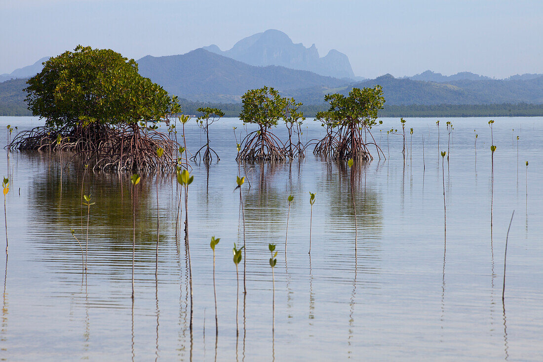 Mangroven in der Bucht Honda Bay bei Puerto Princesa, Insel Palawan im Inselstaat der Philippinen, Asien