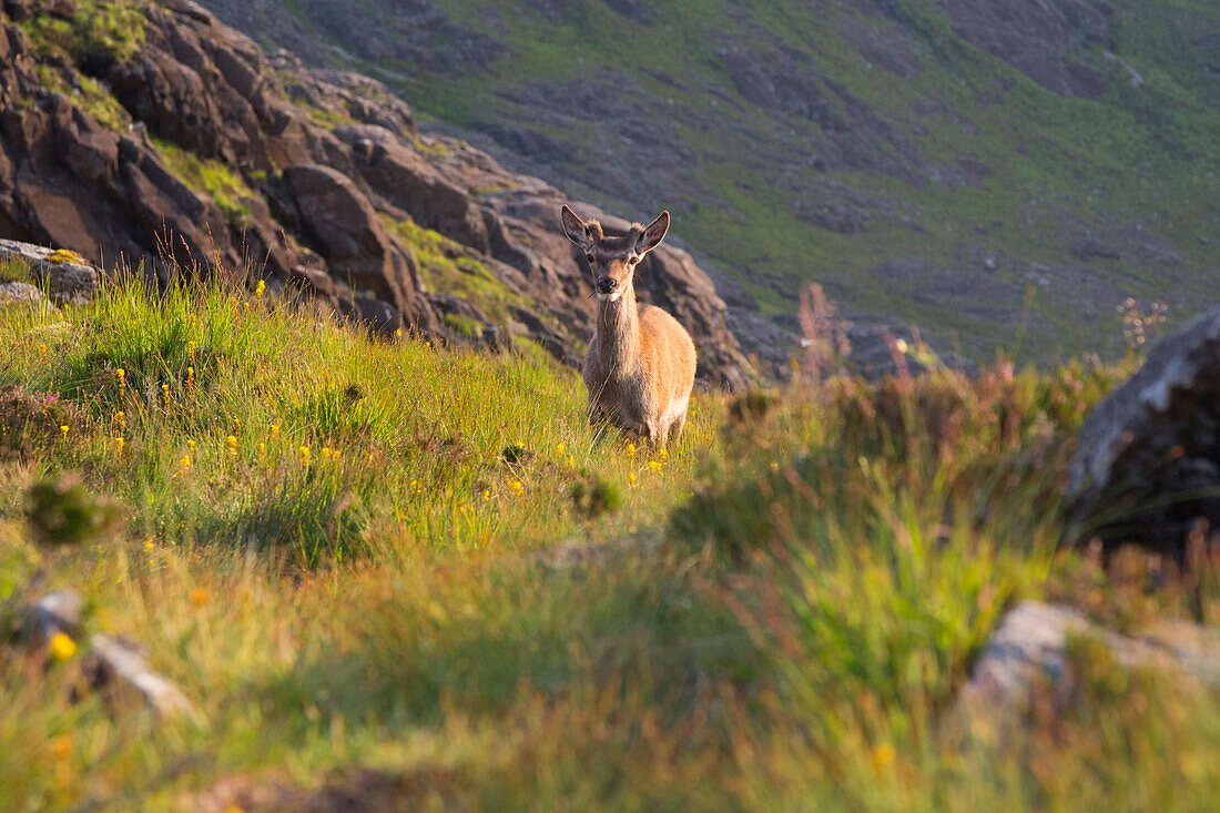 Red deer, Isle of Skye, Inner Hebrides, Highland, Scotland, United Kingdom