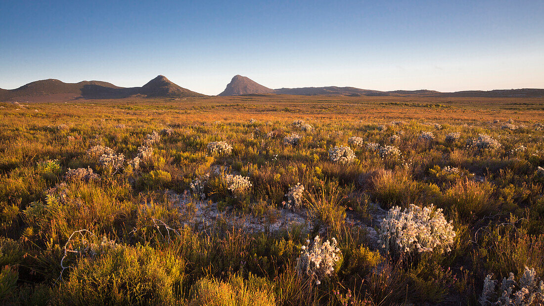 Cape Point, Tafelberg National Park, Kapstadt, Kap-Halbinsel, Westkap, Südafrika