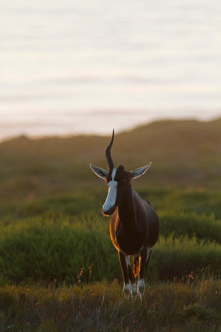 Buntbock (Damaliscus pygargus), Cape Point, Tafelberg National Park, Kapstadt, Kap-Halbinsel, Westkap, Südafrika