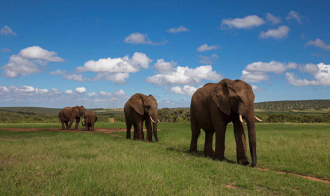 Elephants in Addo Elephant National Park, Eastern Cape, Südafrika