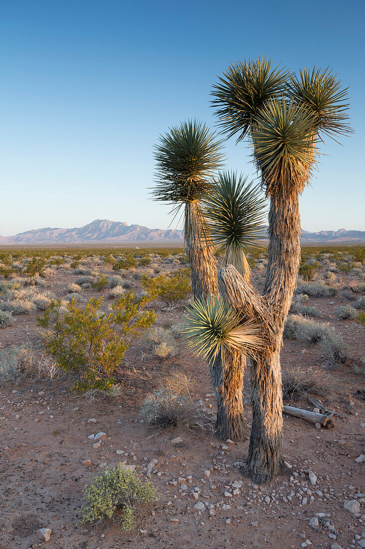 Davidson Peak, Nevada, Mojave Desert, USA