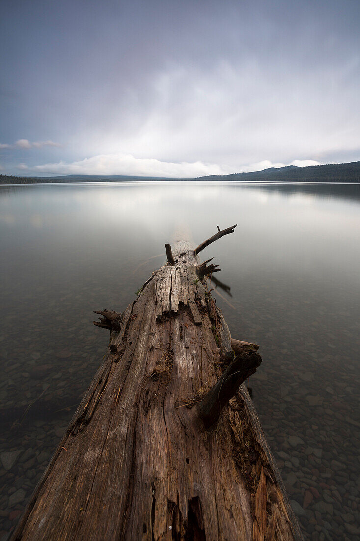 Driftwood in the water, Douglas County, Oregon, USA
