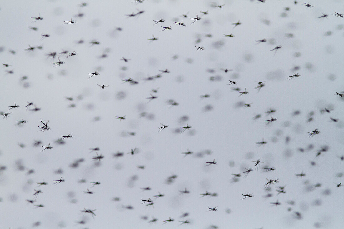 Mosquitos, Oregon, USA