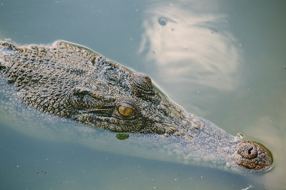 Crocodile, Kota Kinabalu, Borneo, Malaysia.