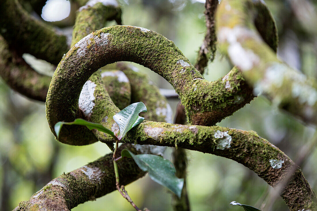 Gewundene Baumäste im Regenwald, Mount Kinabalu, Borneo, Malaysia