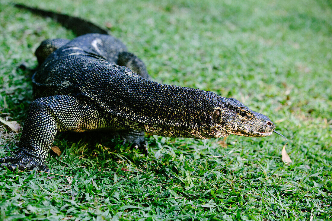 Lizard in the Nexor Resort, Kota Kinabalu, Borneo, Malaysia.