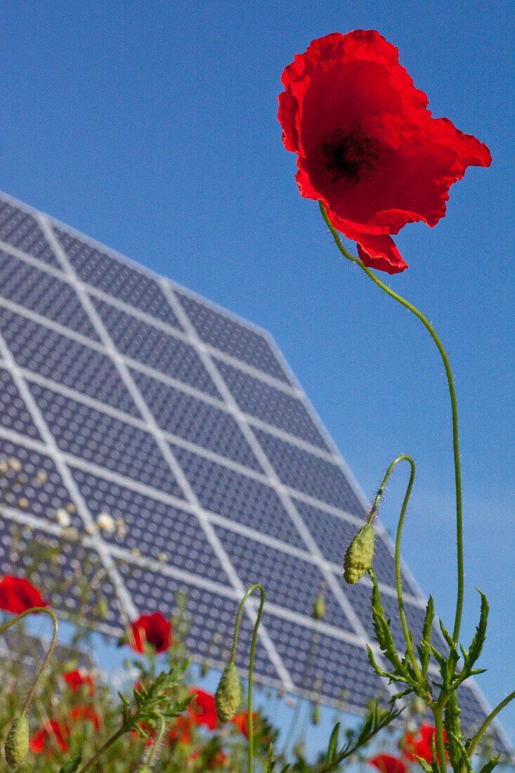 Poppy flower with solar panels in the background, Lieschensruh, Edertal, Hesse, Germany, Europe