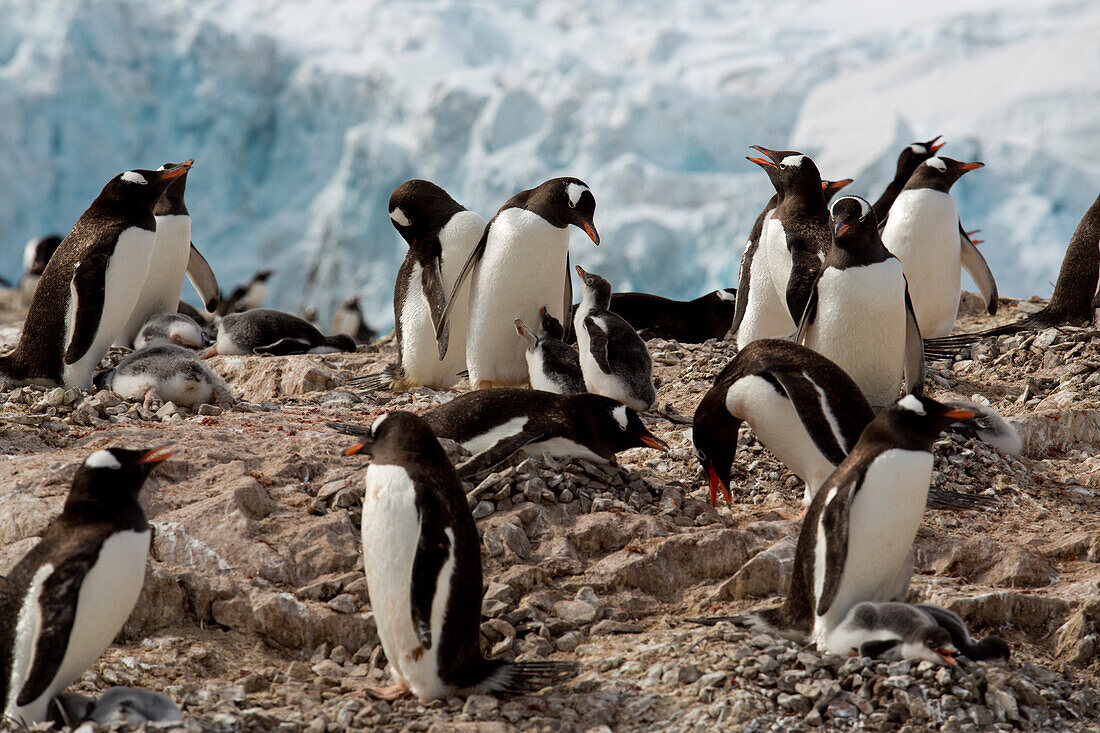 Eselspinguine (Pygoscelis papua) füttern ihrer Küken im Neko Harbour, Antarktis