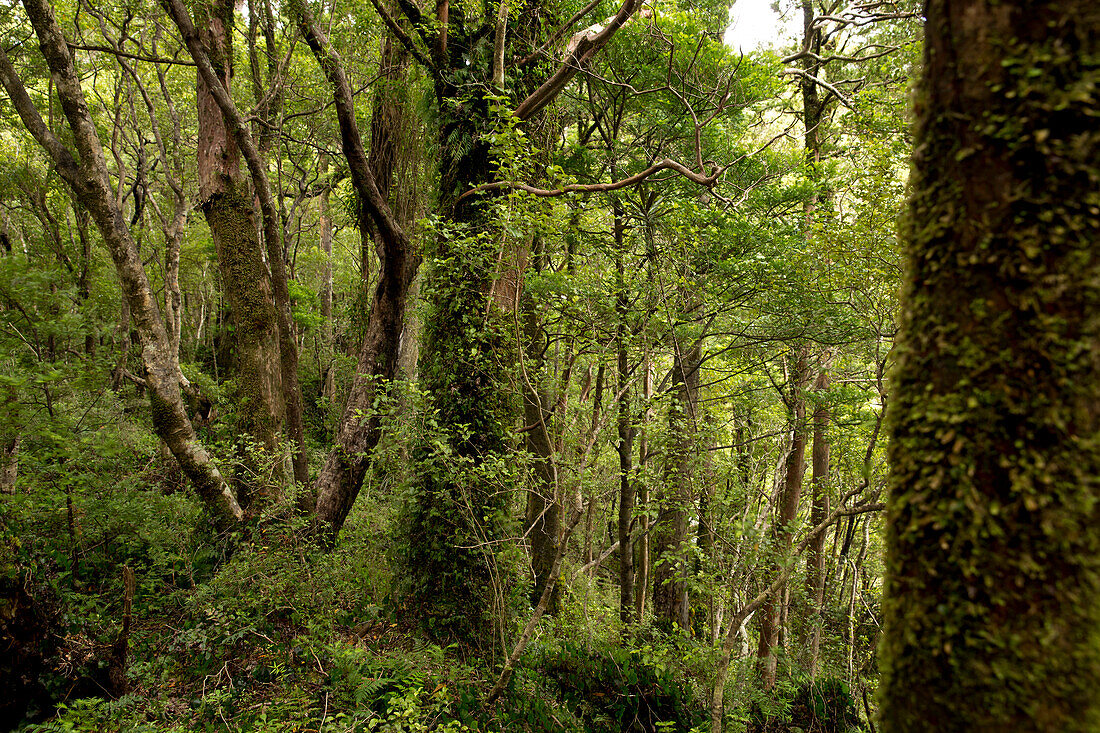 Regenwald im Süden Neuseelands, Resolution Insel, Südinsel, Neuseeland