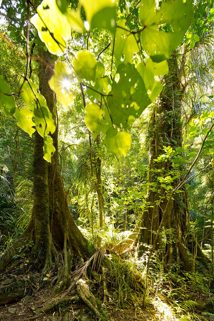 Rainforest at Darby's Falls close to Ship Cove, Outer Queen Charlotte Sound, Marlborough, South Island, New Zealand