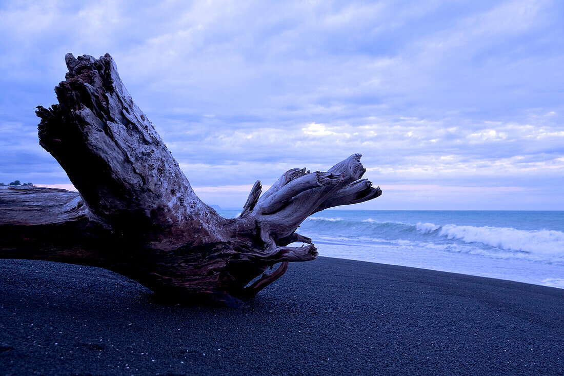 Drift wood on Napier beach at dusk, Napier, Hawke's Bay, North Island, New Zealand