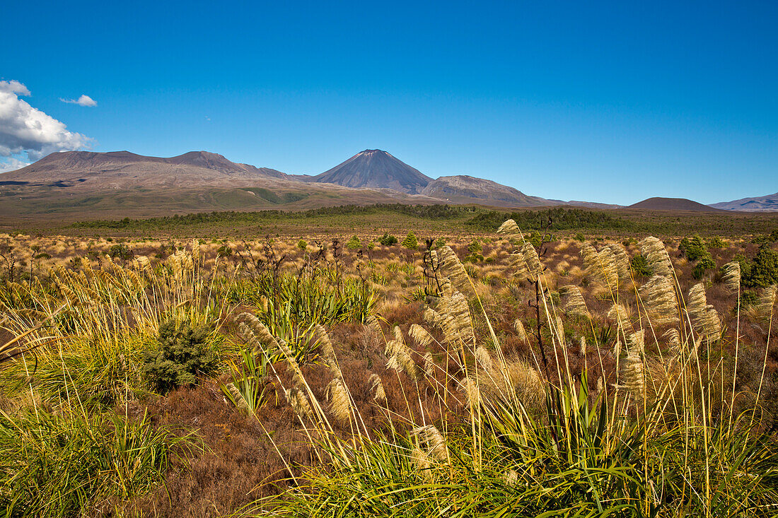 Landscape of Tongariro National Park with view of the active volcano Mount Ngauruhoe, Tongariro National Park, North Island, New Zealand