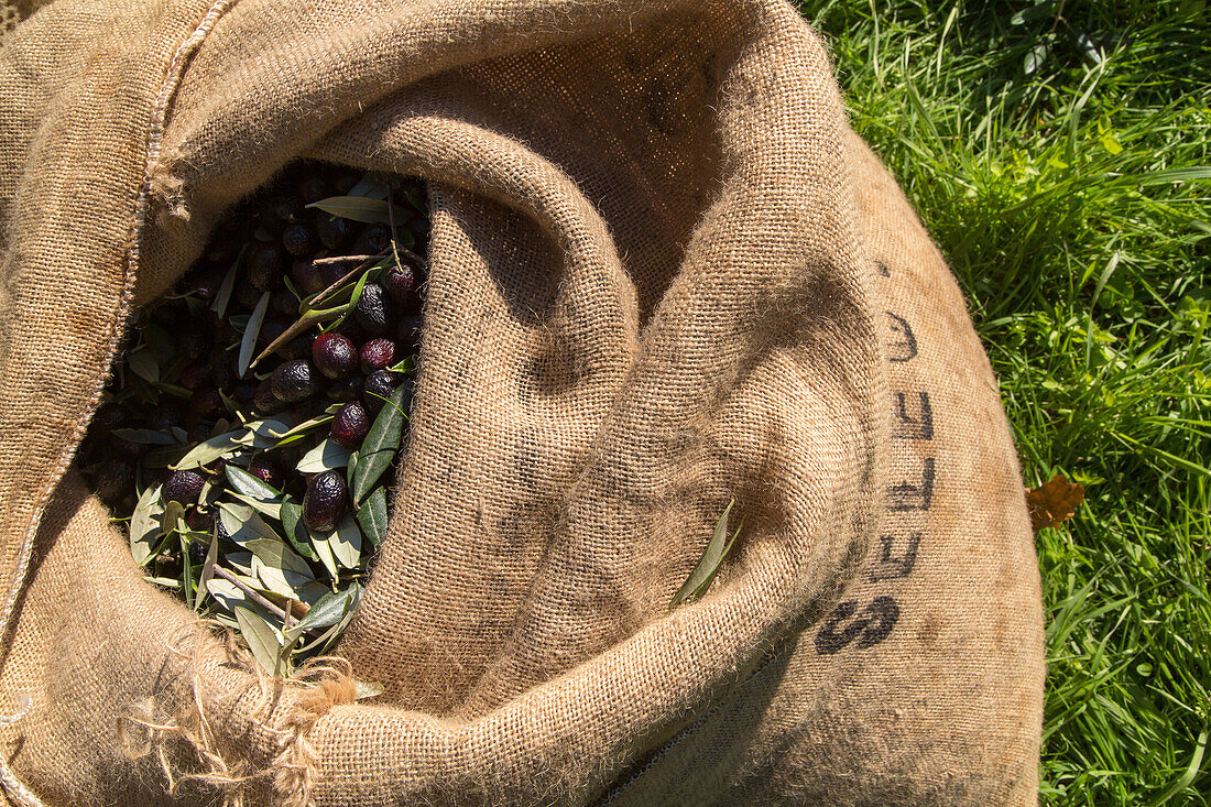 Olivenernte, ageschüttelte Oliven im Sack, Toskana