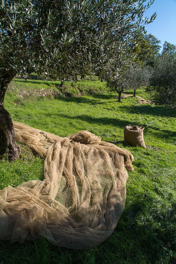 Olivenhain, Olivenbäume, Netze, abgeschüttelte Oliven, Toskana, Italien