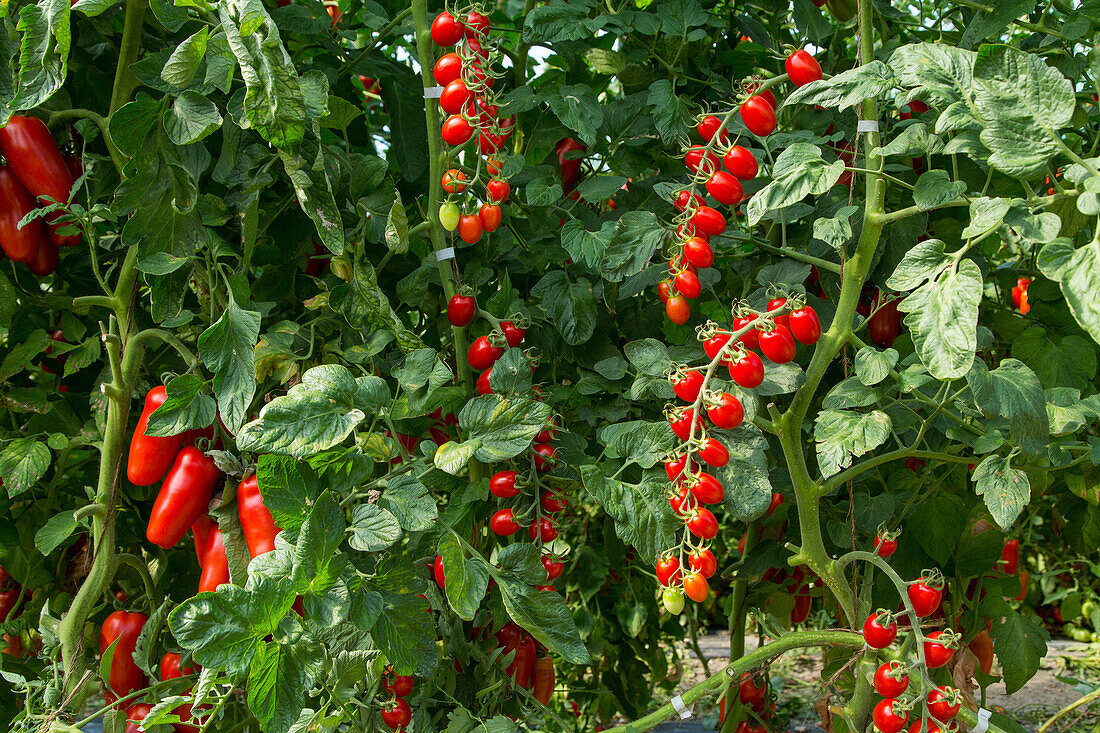 ripe tomatoes, plants, growing, Sant Erasmo, market gardens, Sant Erasmo, Venice, Italy