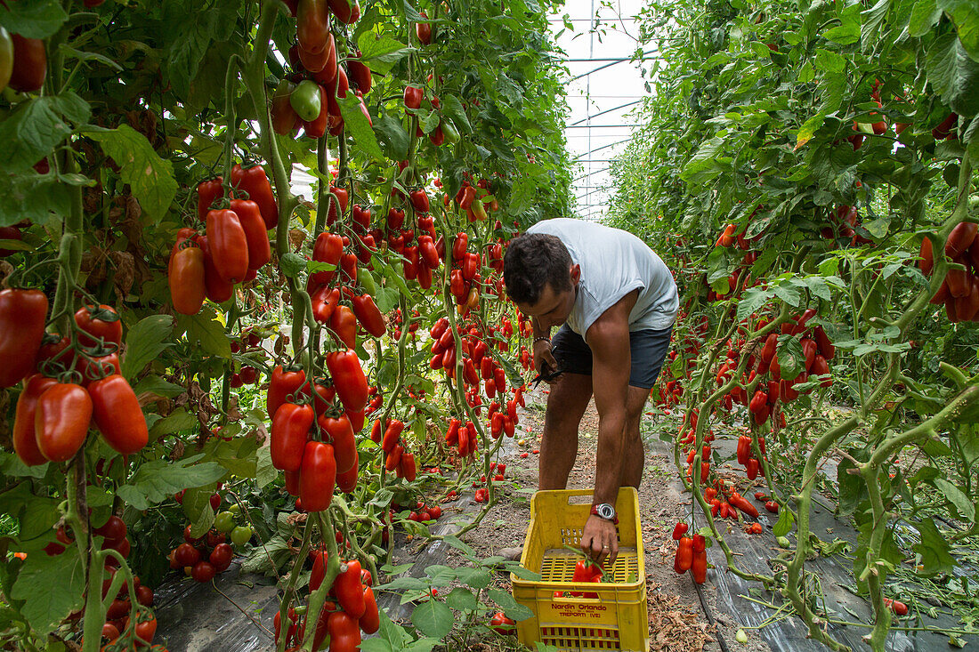 ripe tomatoes, plants, growing, Sant Erasmo island, market gardens, Sant Erasmo, vegetable growers Claudio und Carlo Finotello, lagoon, Venice, Italy