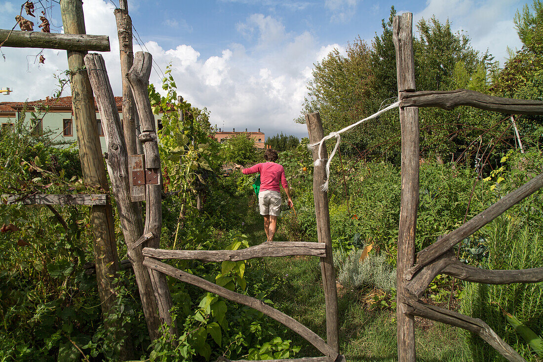 forgotten vineyards on San Michele and Giudecca islands are being recultivated by a group of Venetians, Venice, Italy