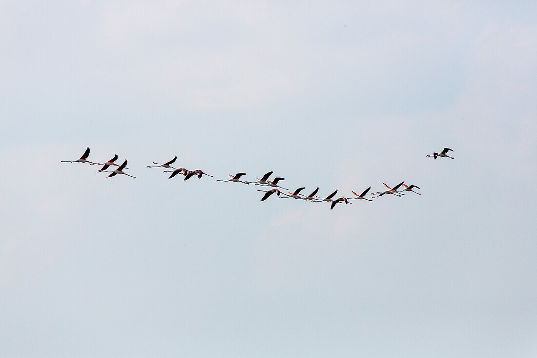 flamingos, birds formation in flight near Torcello, lagoon, Venice, Italy
