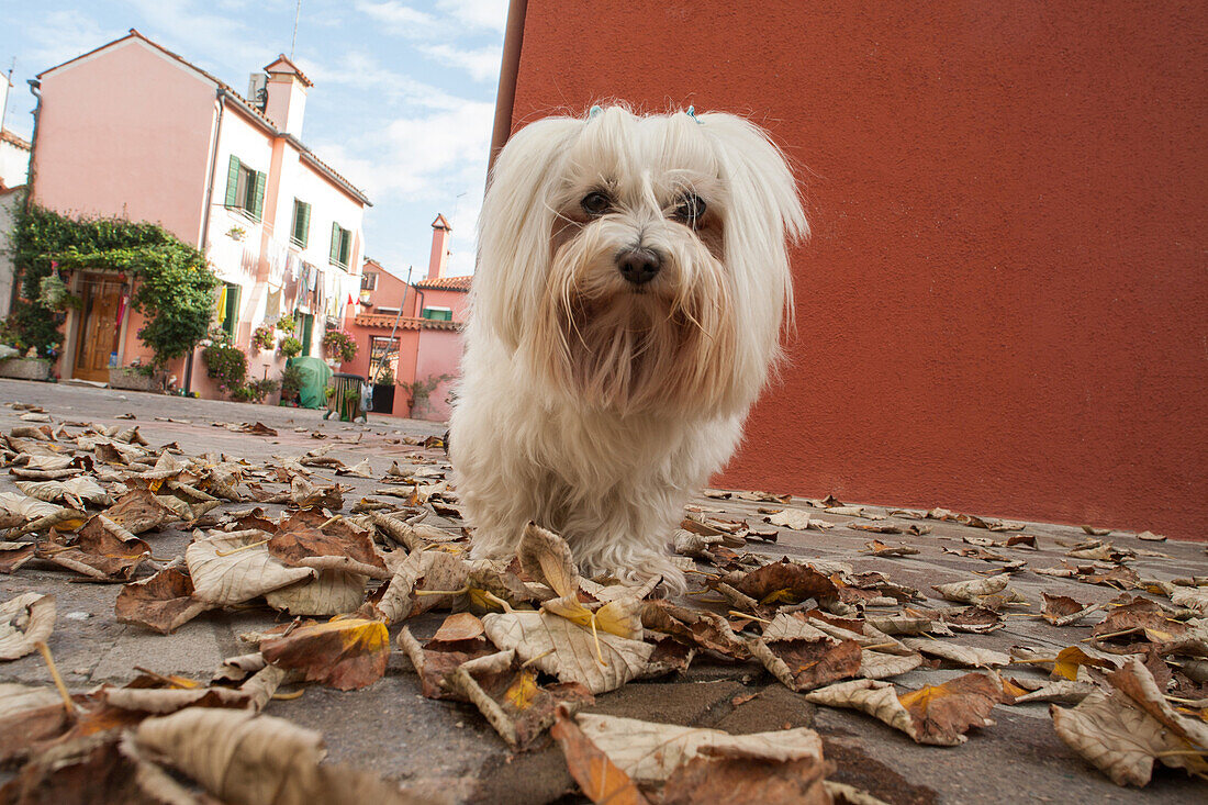 Hund, Schosshund in Venedig, Italien