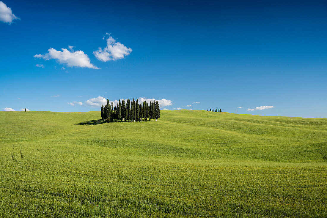 Landschaft bei San Quirico d'Orcia, Val d'Orcia, Provinz Siena, Toskana, Italien, UNESCO Welterbe