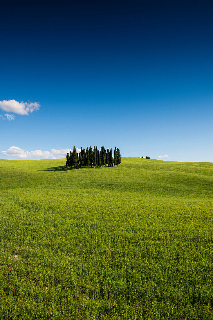 Landschaft bei San Quirico d'Orcia, Val d'Orcia, Provinz Siena, Toskana, Italien, UNESCO Welterbe